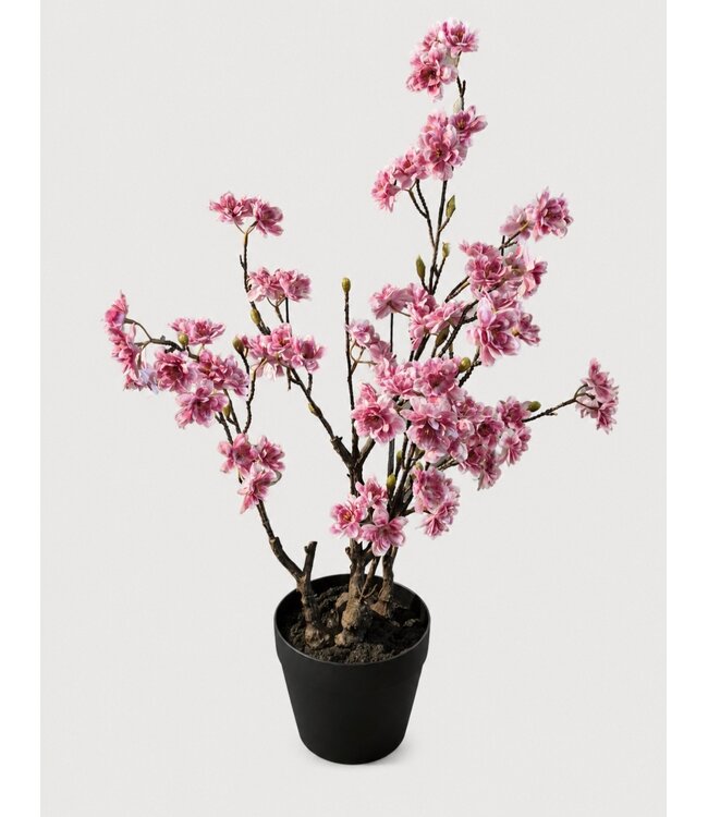 # Roze bloesem boom in pot - ca. 80 cm