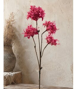 Countryfield # Bloem Beau Lychnis-22x22x81CM