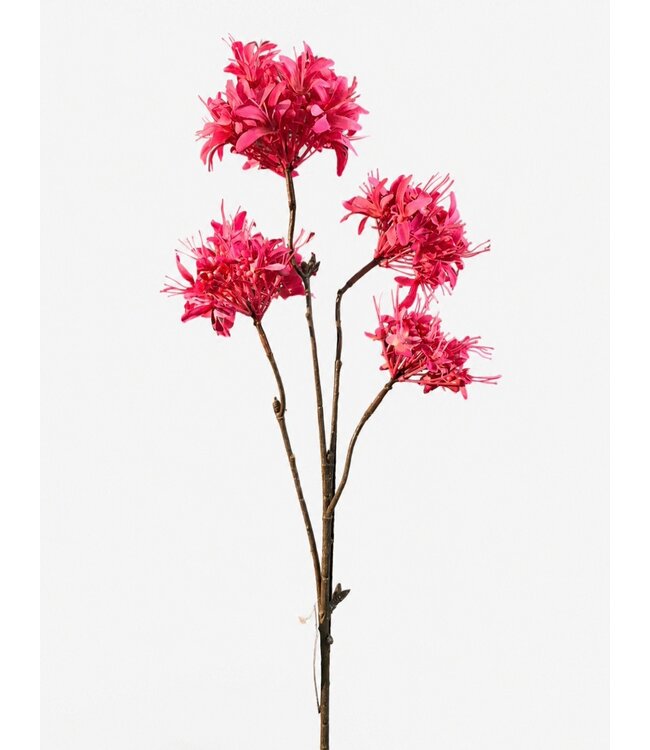 Countryfield # Bloem Beau Lychnis-22x22x81CM