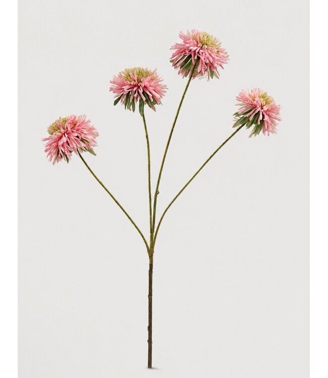 # Bloem Zinnia duplici M roze-10x34x82CM