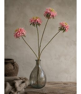 # Bloem Zinnia duplici M roze-10x34x82CM