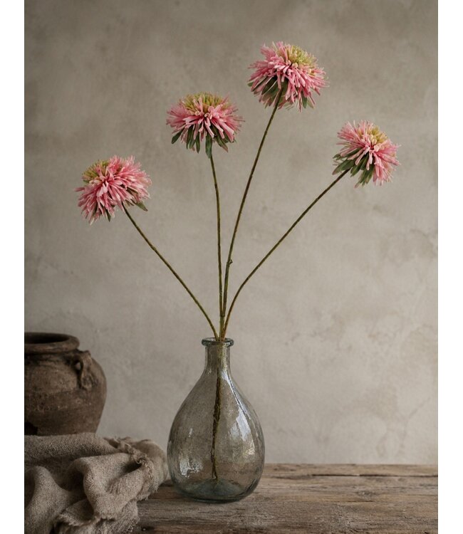 # Bloem Zinnia duplici M roze-10x34x82CM