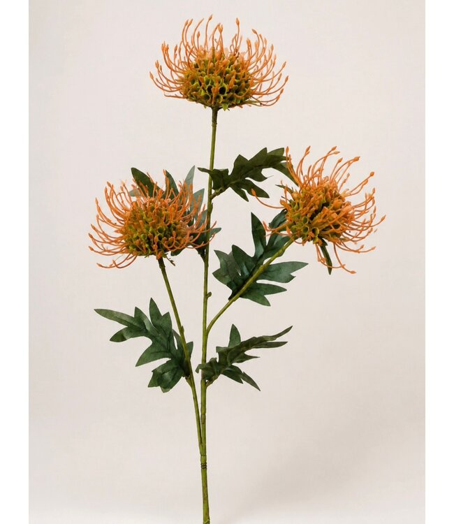Countryfield # Bloem Protea x3 oranje-6x13x71CM