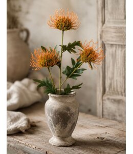 Countryfield # Bloem Protea x3 oranje-6x13x71CM