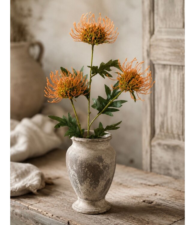 Countryfield # Bloem Protea x3 oranje-6x13x71CM
