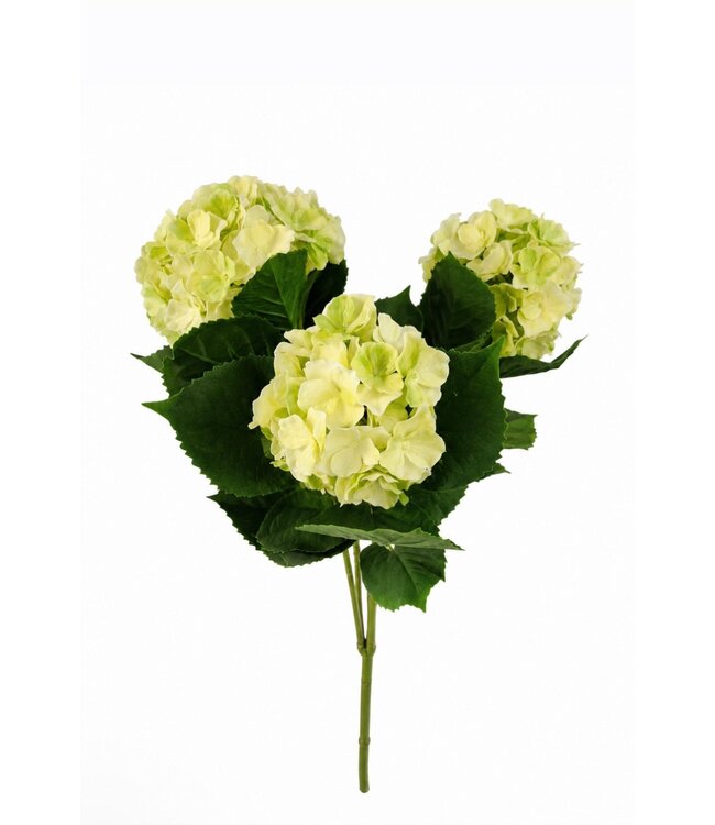 # Hortensia UV bestendig - groengeel - 3 bloemtrossen 43 cn