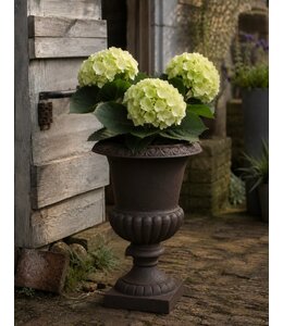 # Hortensia UV bestendig - groengeel - 3 bloemtrossen 43 cn