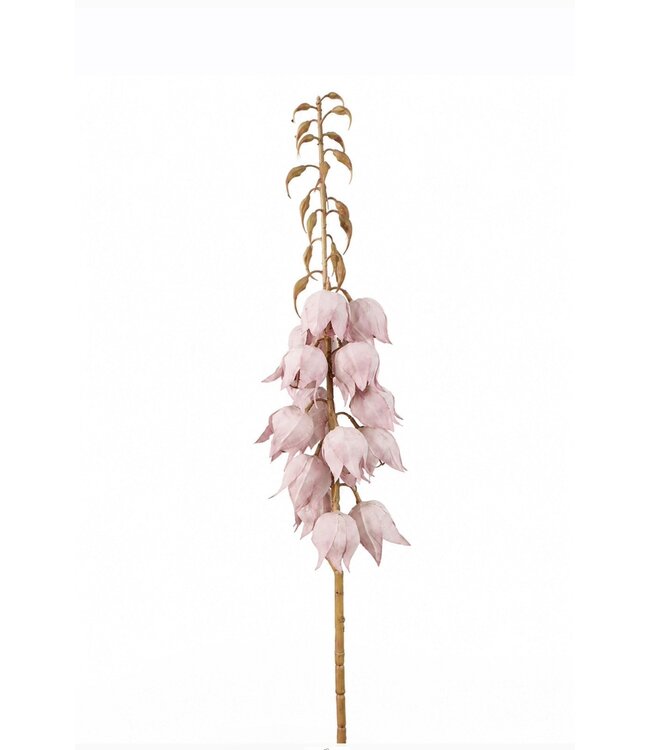 # Acconitum Lila - 103cm