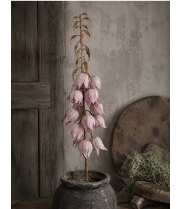 # Acconitum Lila - 103cm