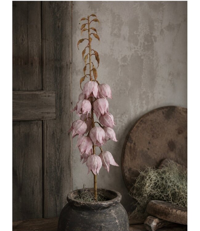 # Acconitum Lila - 103cm
