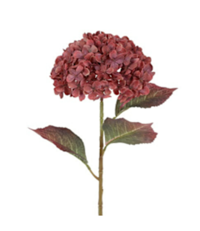 Countryfield # Hydrangea Aletta Paniculata L zalm-L22B22H70CM