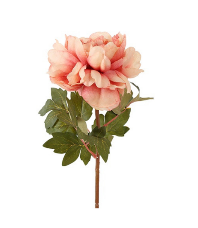 Countryfield Bloem Dahlia miranda roze-15x15x62CM