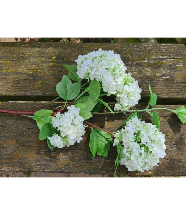 Countryfield Sneeuwbal wit - viburnum