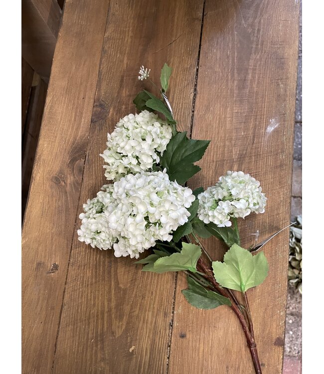 Countryfield Sneeuwbal wit - viburnum