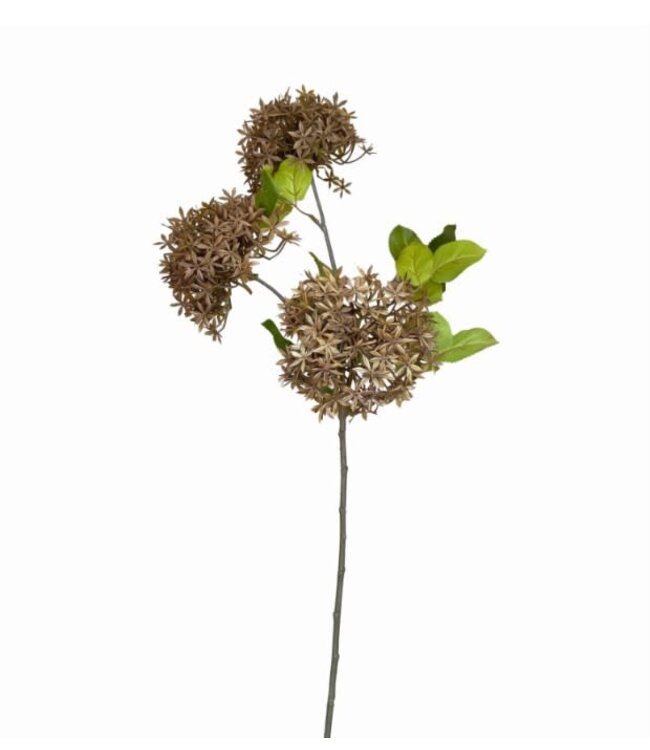 Hydrangea midget brown S