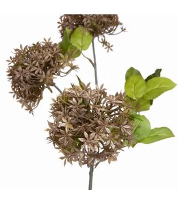 Hydrangea midget brown S