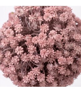 Gypsophila Bol Pink