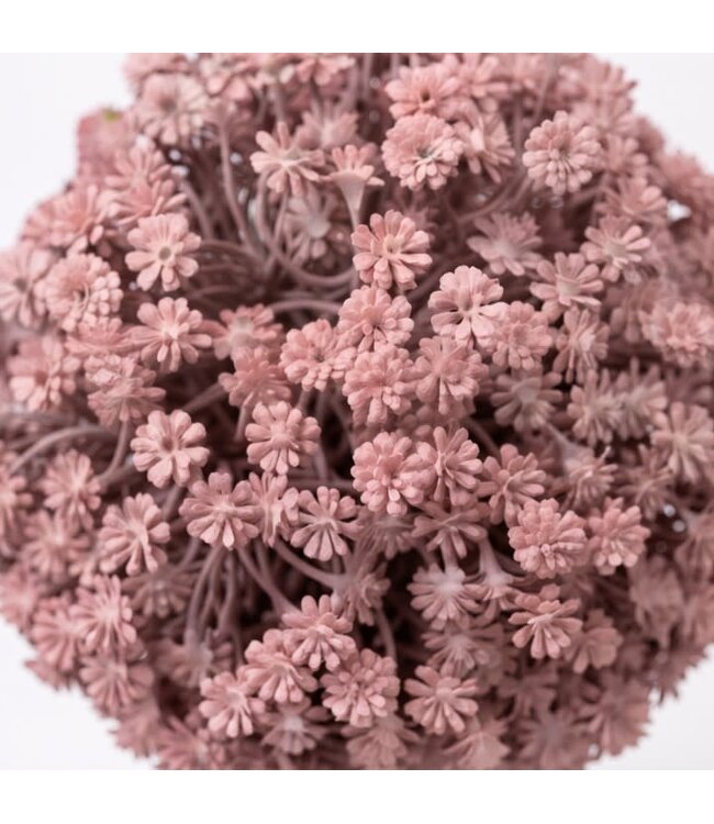 Gypsophila Bol Pink