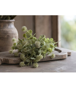 Countryfield Plant steker Acaena grijsgroen-12x12x35CM