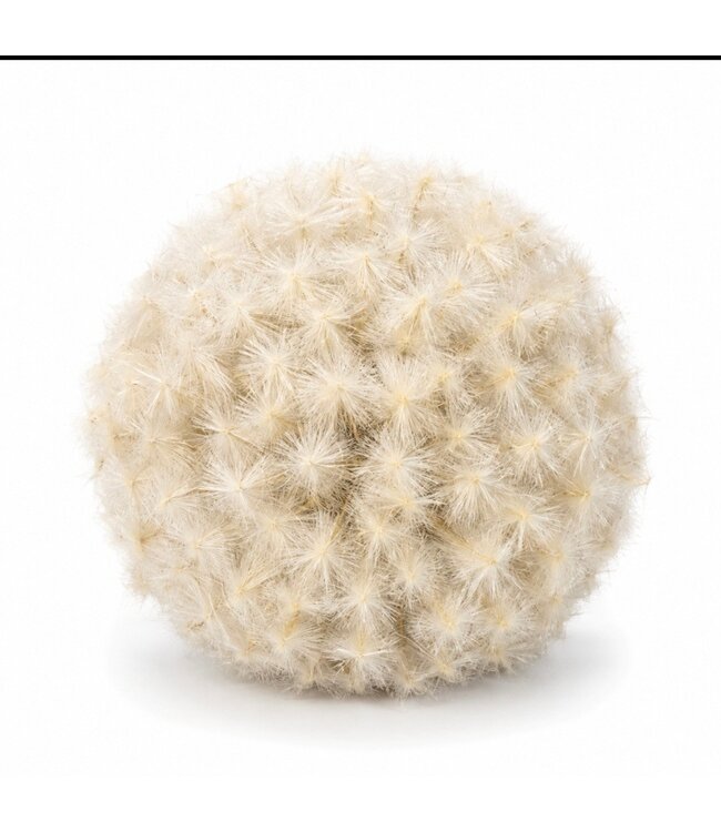 Countryfield @ Deco bol Taraxacum L crème-16x16x16CM