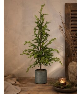 @ Picea in zinken pot - 75 cm