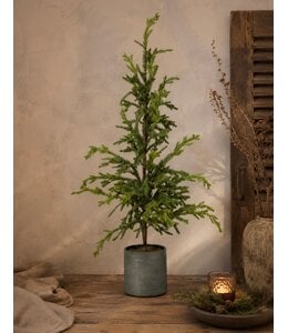 Picea in zinken pot - 75 cm