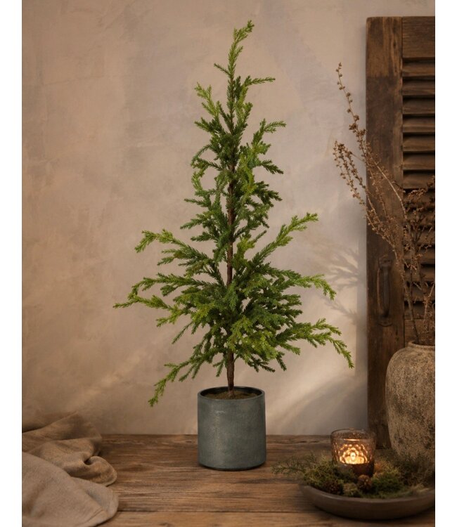 Picea in zinken pot - 75 cm