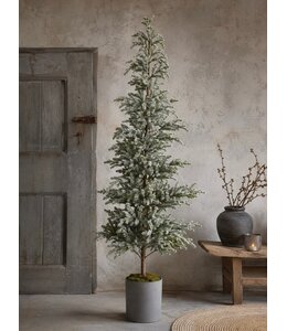 @ Picea omorika L in pot real touch - 80 × 80 × 150 cm