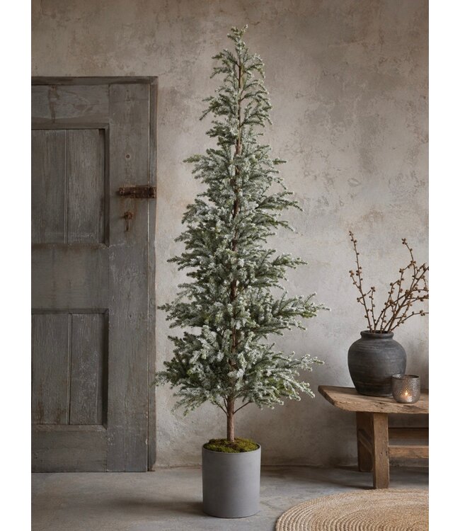 Picea omorika L in pot real touch - 80 × 80 × 150 cm
