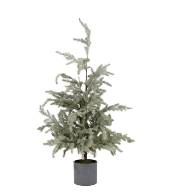 Picea omorika M in pot real touch - 60 × 60 × 120 cm