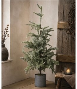 Picea omorika M in pot real touch - 60 × 60 × 120 cm