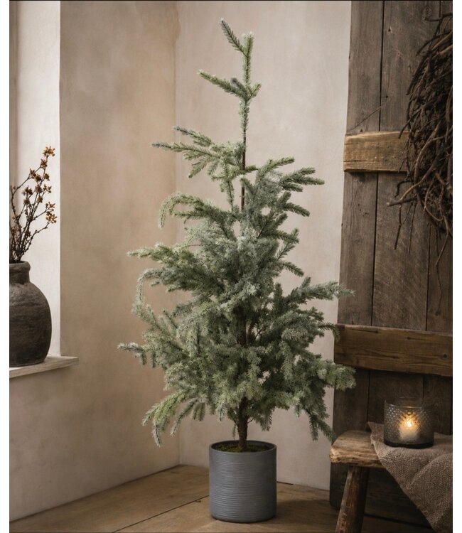 Picea omorika M in pot real touch - 60 × 60 × 120 cm