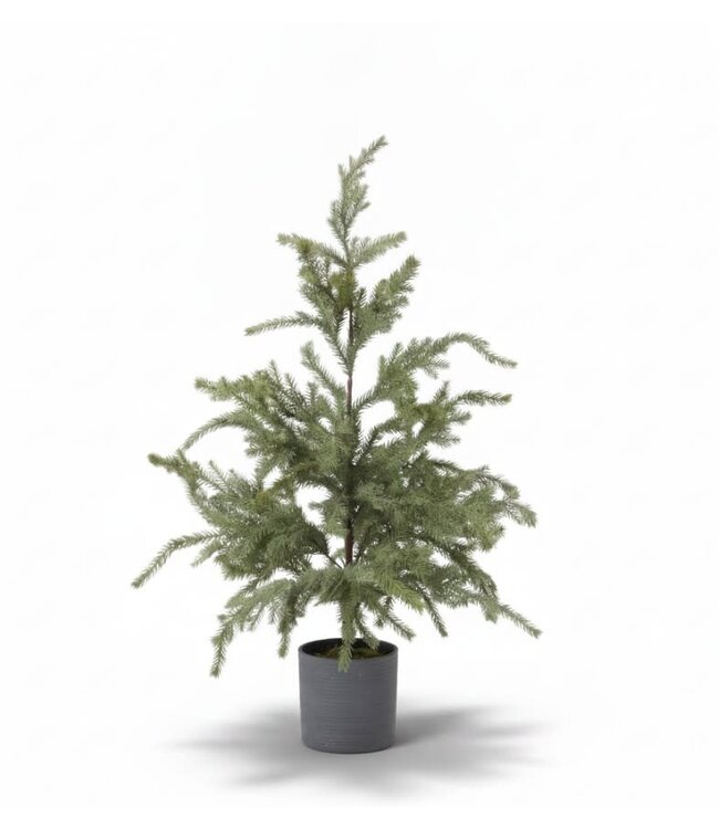 Picea Omorika S in pot real touch - 50 × 50 × 85 cm