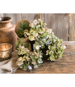Hydrangea bush green