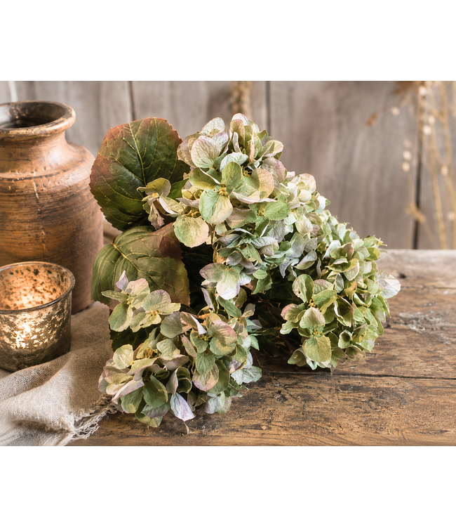 Hydrangea bush green