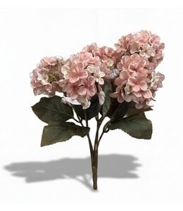 Hydrangea bush pink - 40 cm