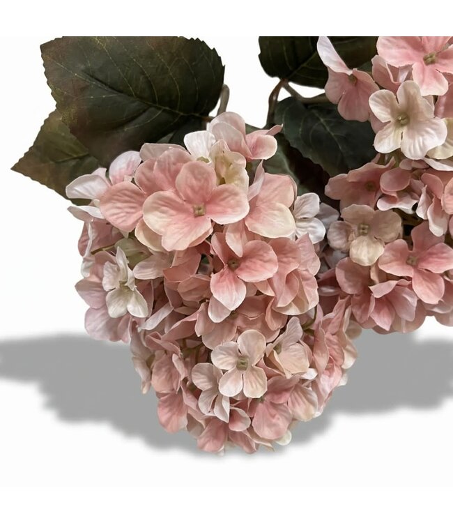 Hydrangea bush pink - 40 cm