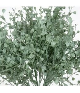 Gingko bush - 35 cm