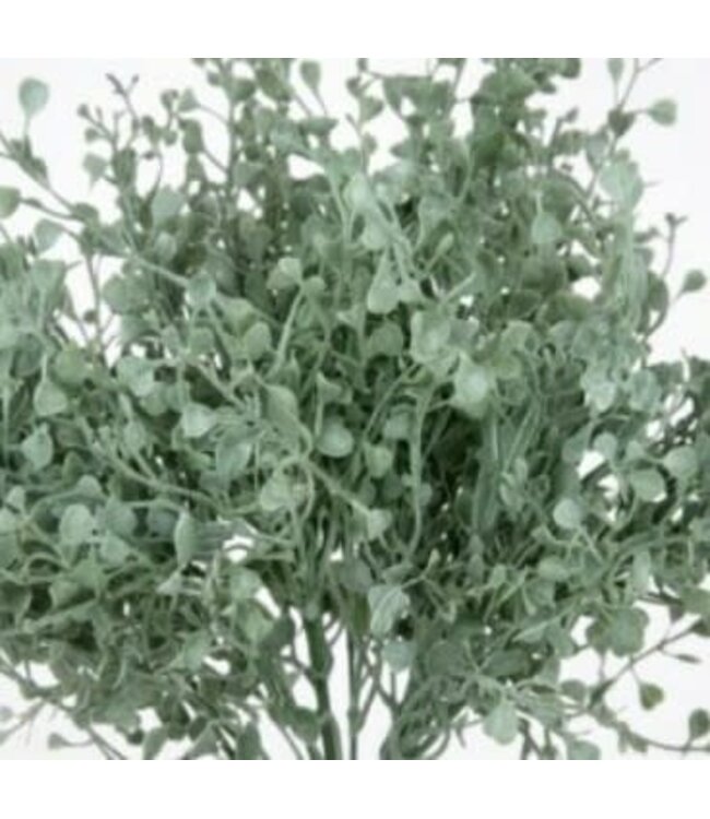 Gingko bush - 35 cm