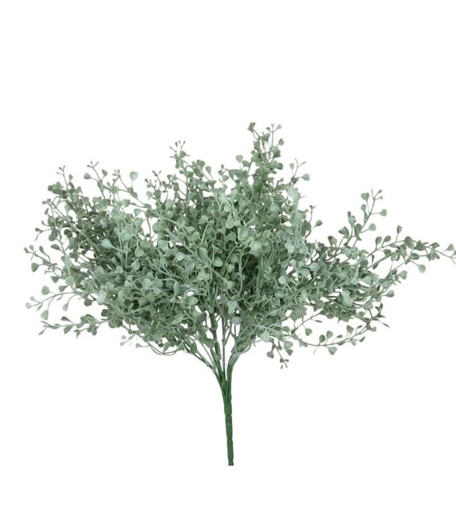 Gingko bush - 35 cm