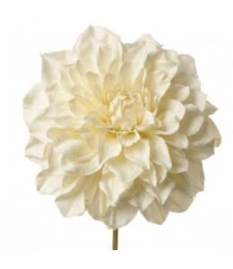 Dahlia White -