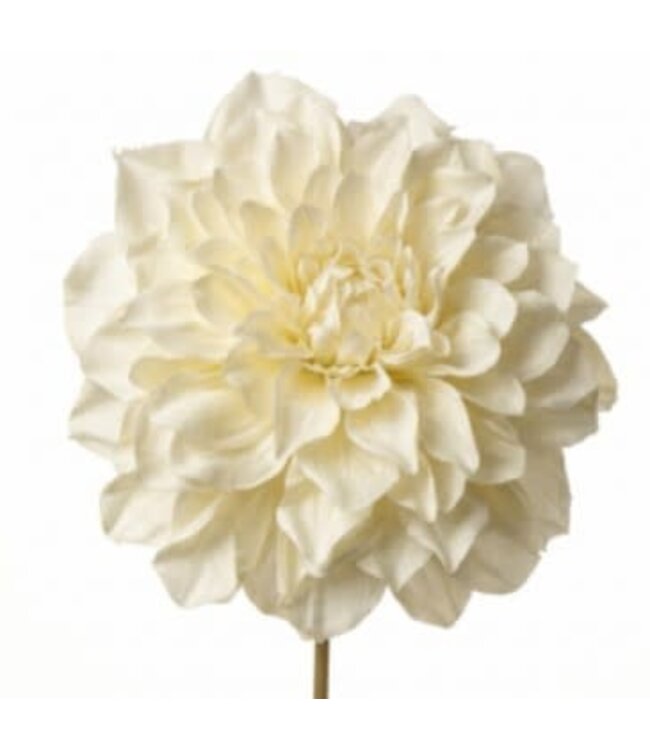 Dahlia White -