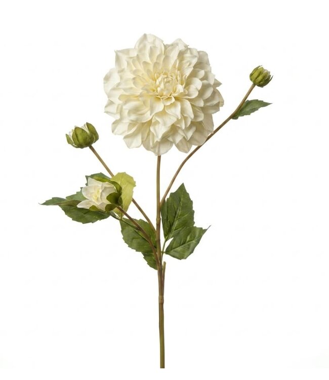 Dahlia White -