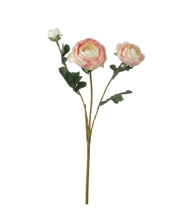 Ranonkel knop Pink
