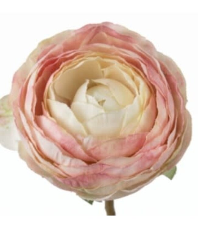 Ranonkel knop Pink