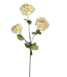 Paeonia z. lime M - 85 cm
