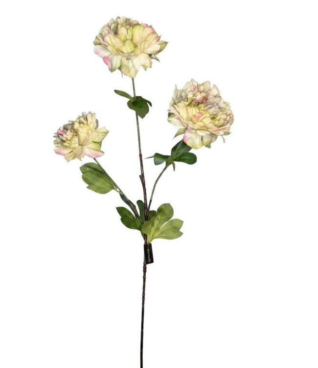 Paeonia z. lime M - 85 cm