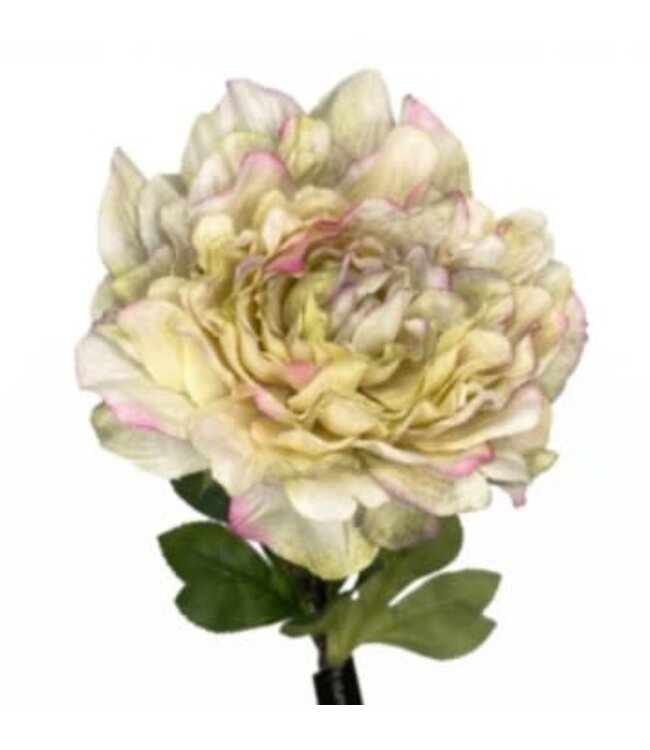 Paeonia z. lime M - 85 cm