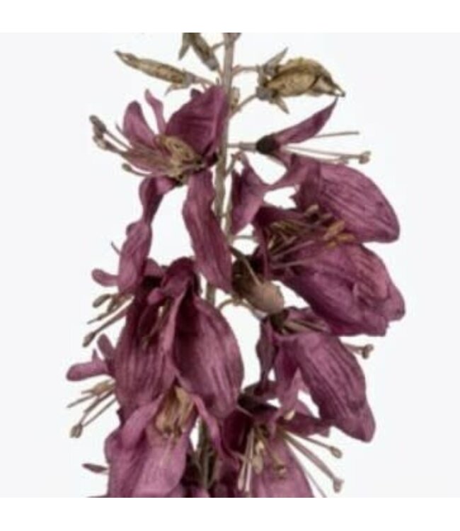 Wisteria purple M - 100 cm