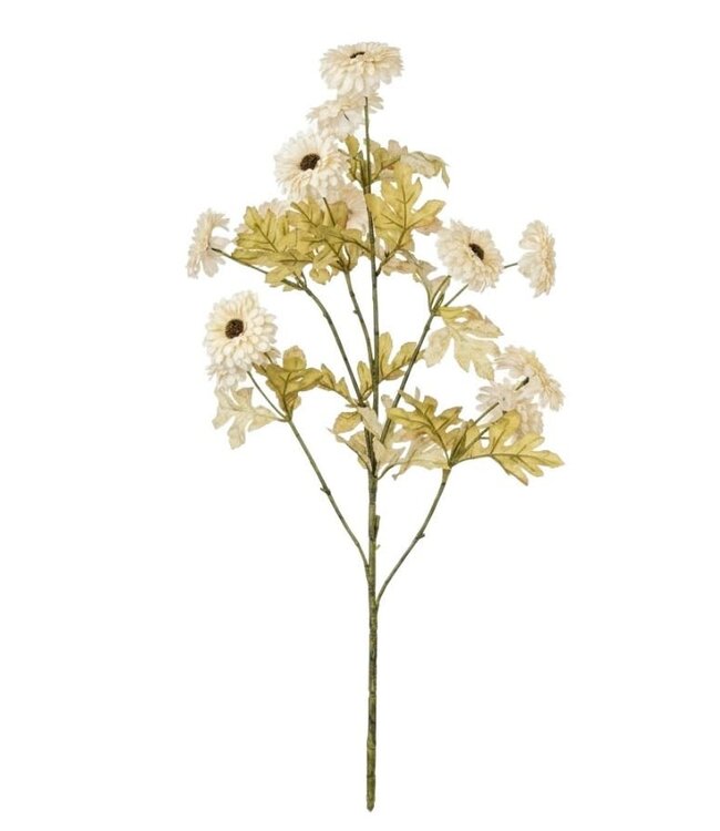 Aster ag. Creme - 88 cm